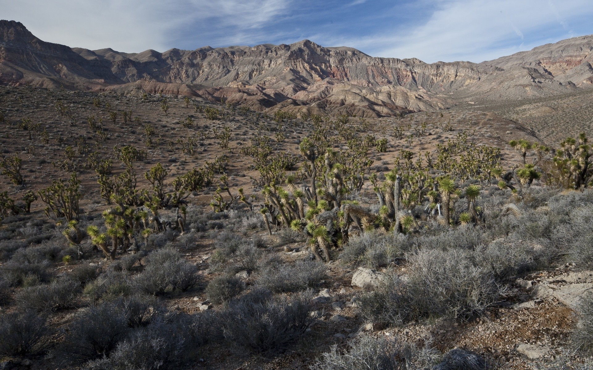 amérique paysage désert nature montagnes ciel voyage à l extérieur cactus scénique aride vallée sec rock national