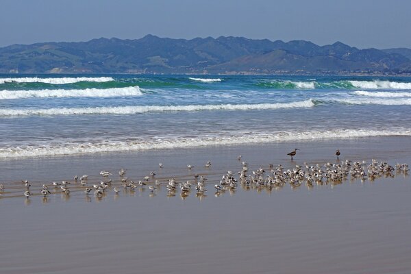 Gaivotas circulam sobre o mar em busca de peixes