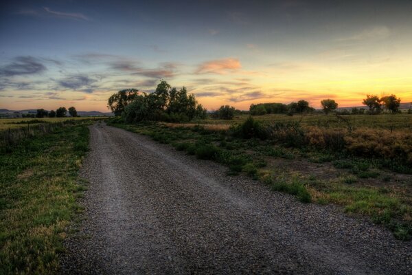 Dirt road in the forest