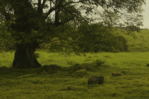 Campo verde en un día de verano