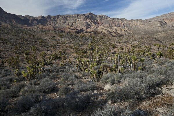 Canyon grigio deserto roccioso