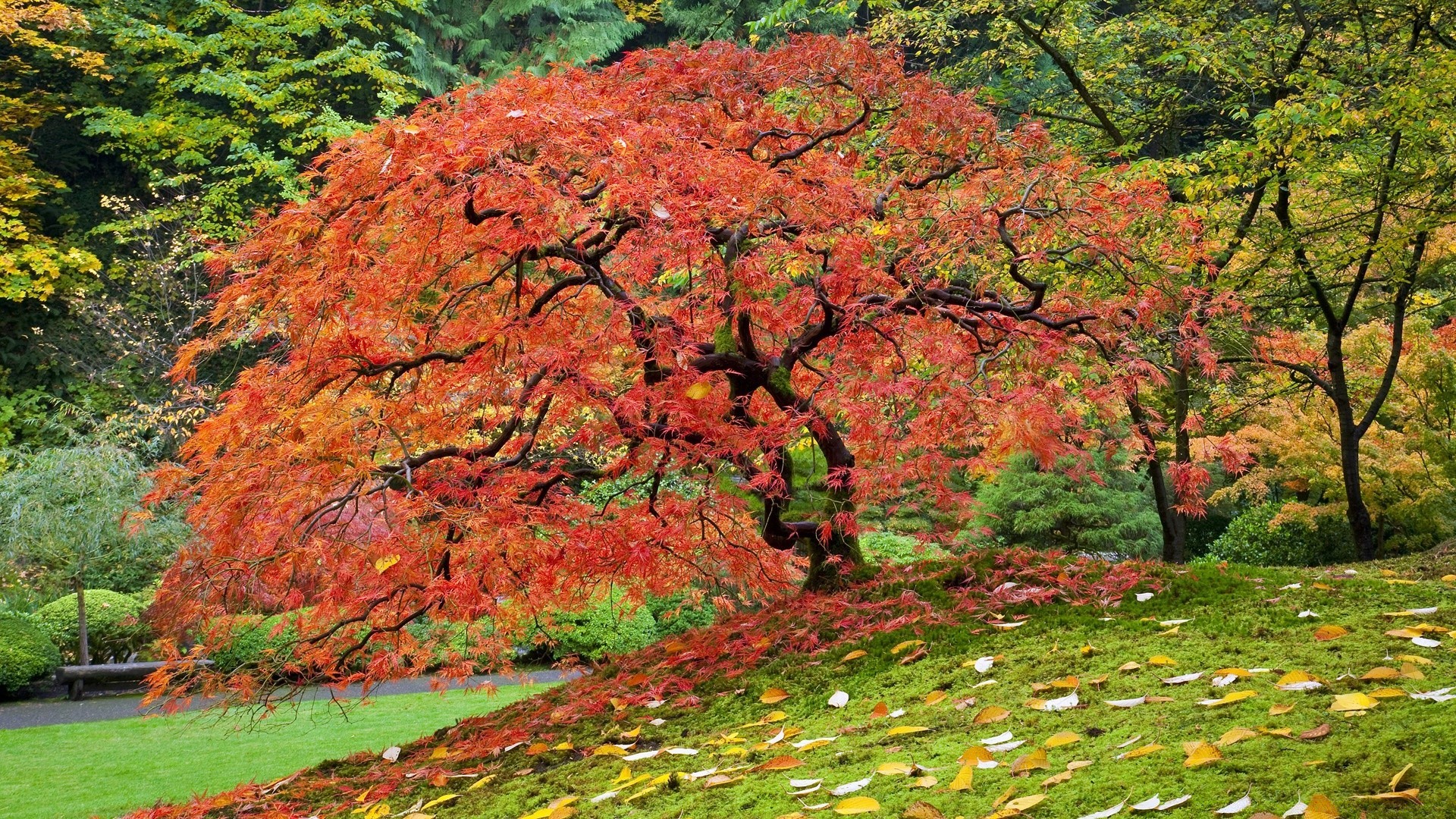 Japanese Maple In Fall, Portland, Oregon - Phone wallpapers
