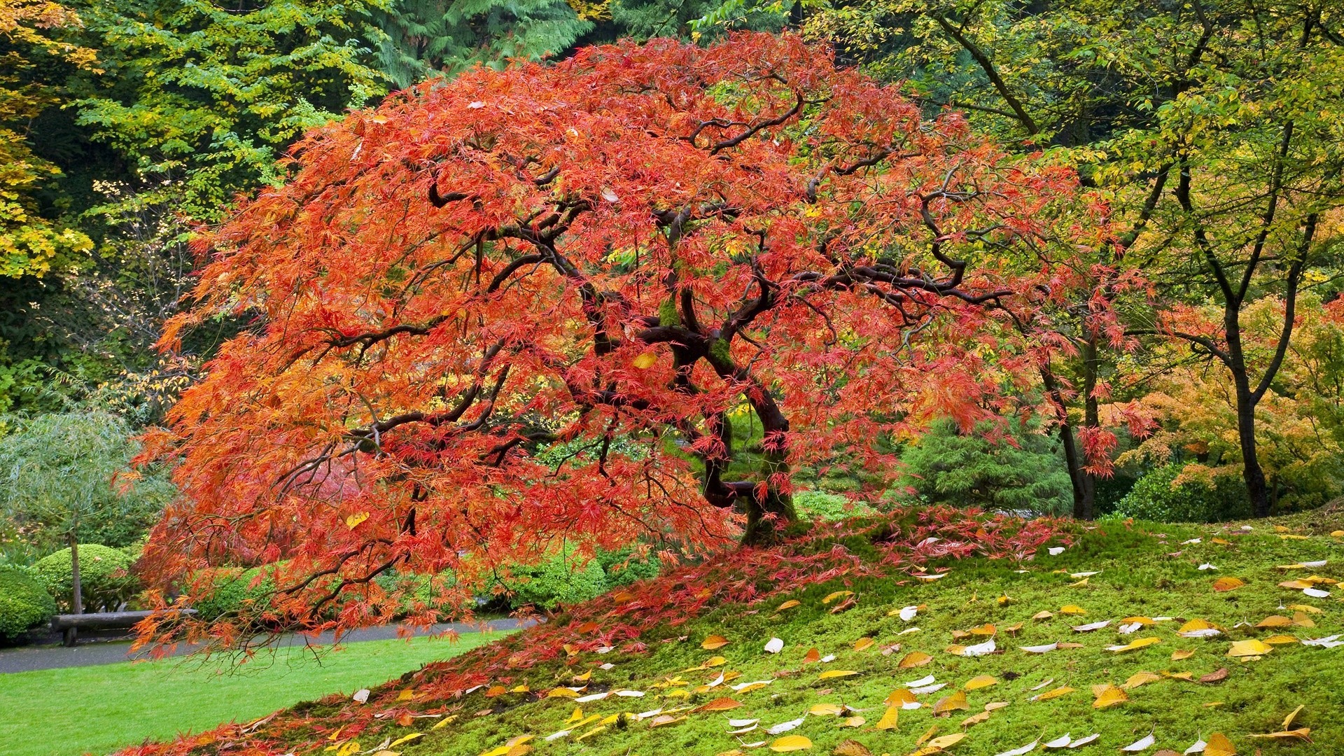 amérique feuille automne arbre nature paysage bois saison érable parc scénique paysage luxuriante flore à l extérieur scène environnement couleur lumineux rural