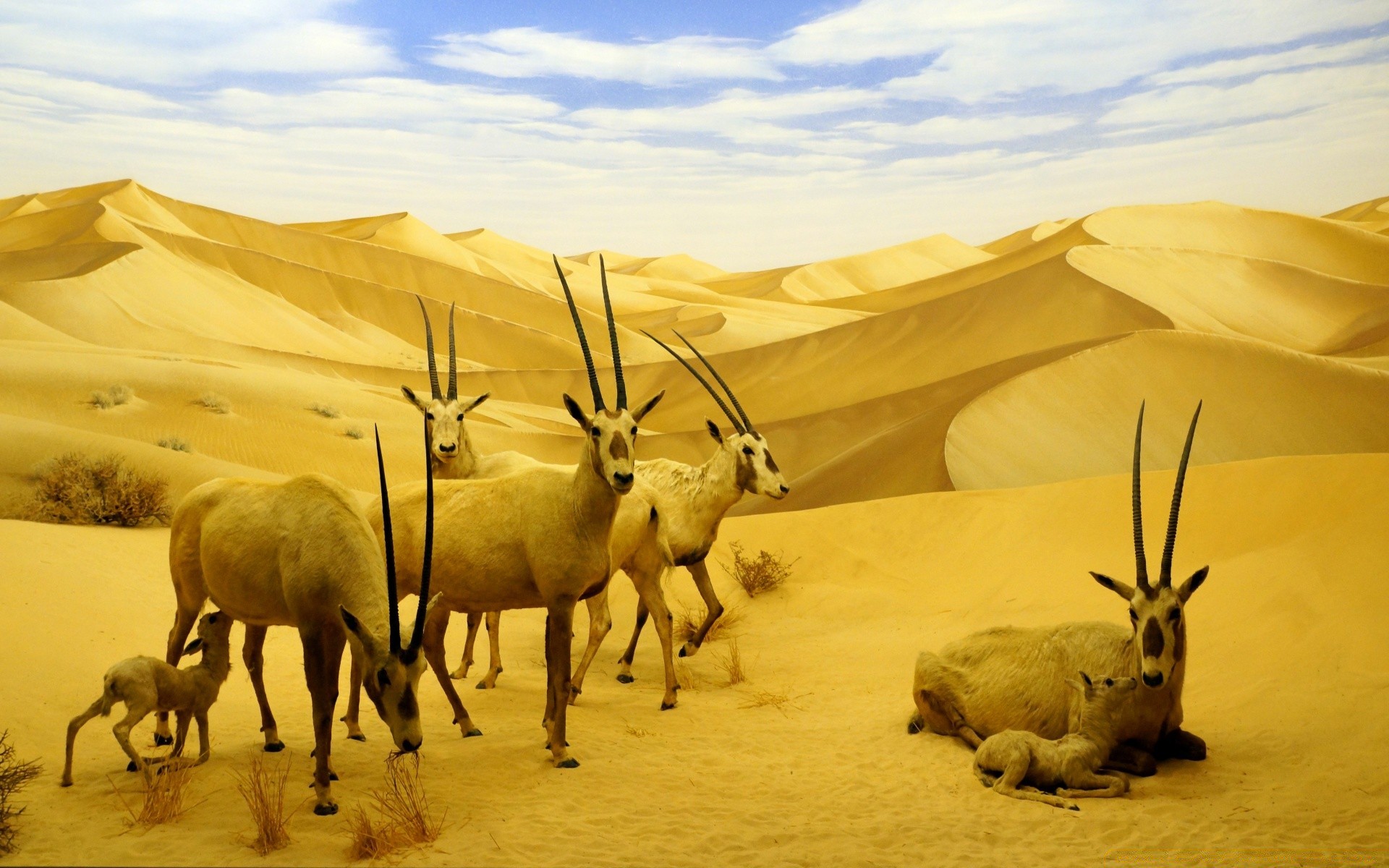 america desert mammal safari antelope sunset camel sand sky animal travel landscape wildlife dawn nature sun outdoors