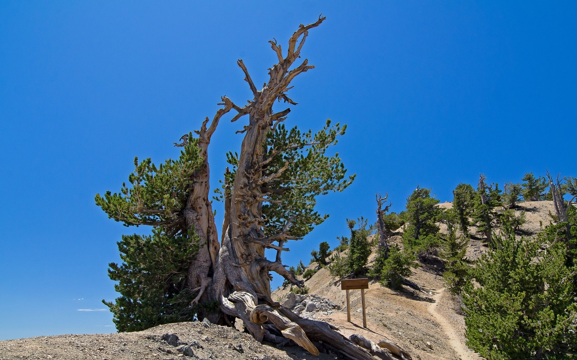 america tree outdoors nature landscape sky wood travel conifer mountain scenic rock evergreen daylight