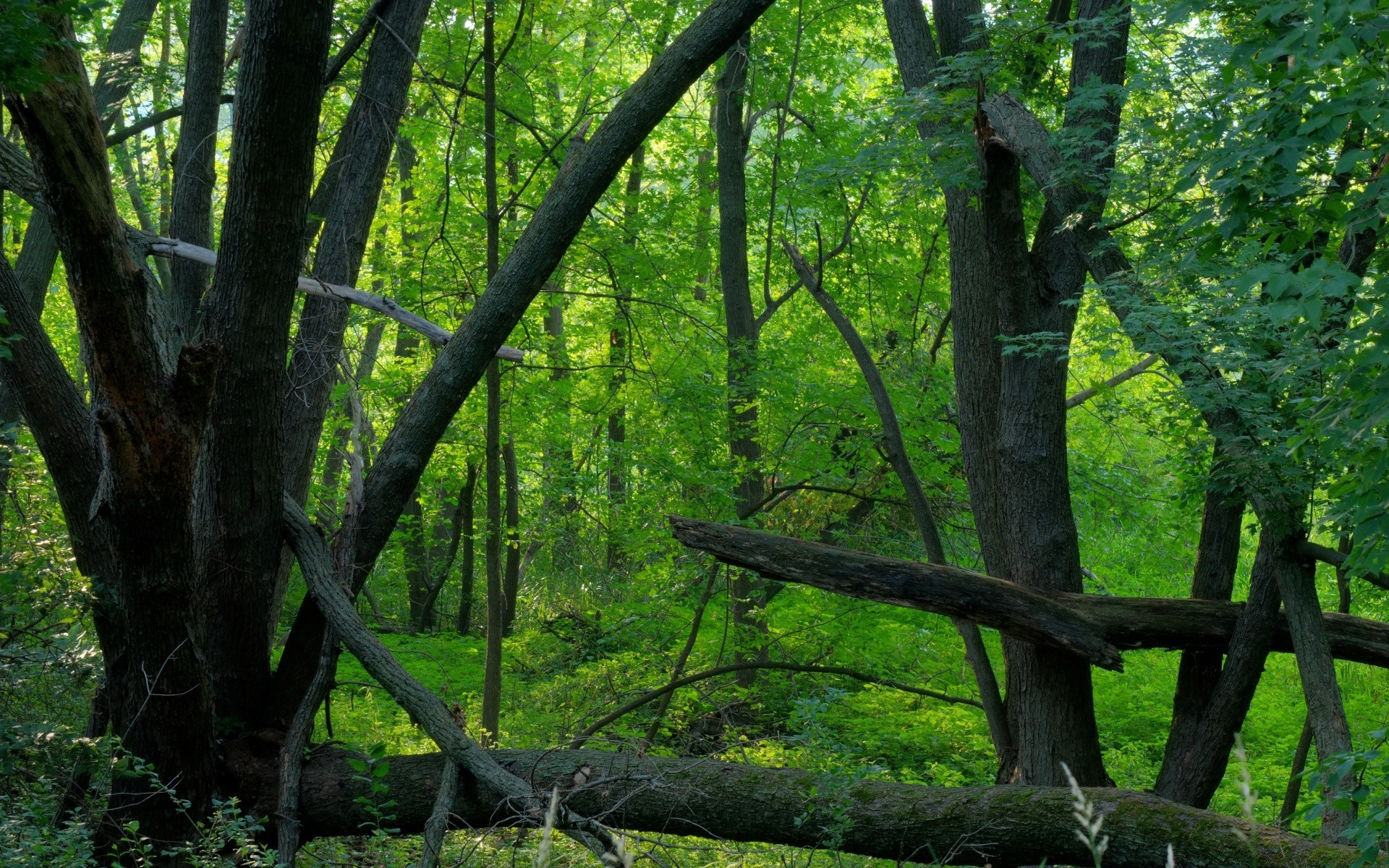 américa madera árbol hoja naturaleza paisaje parque medio ambiente temporada otoño al aire libre escénico flora buen tiempo exuberante tronco verano rama luz del día manual