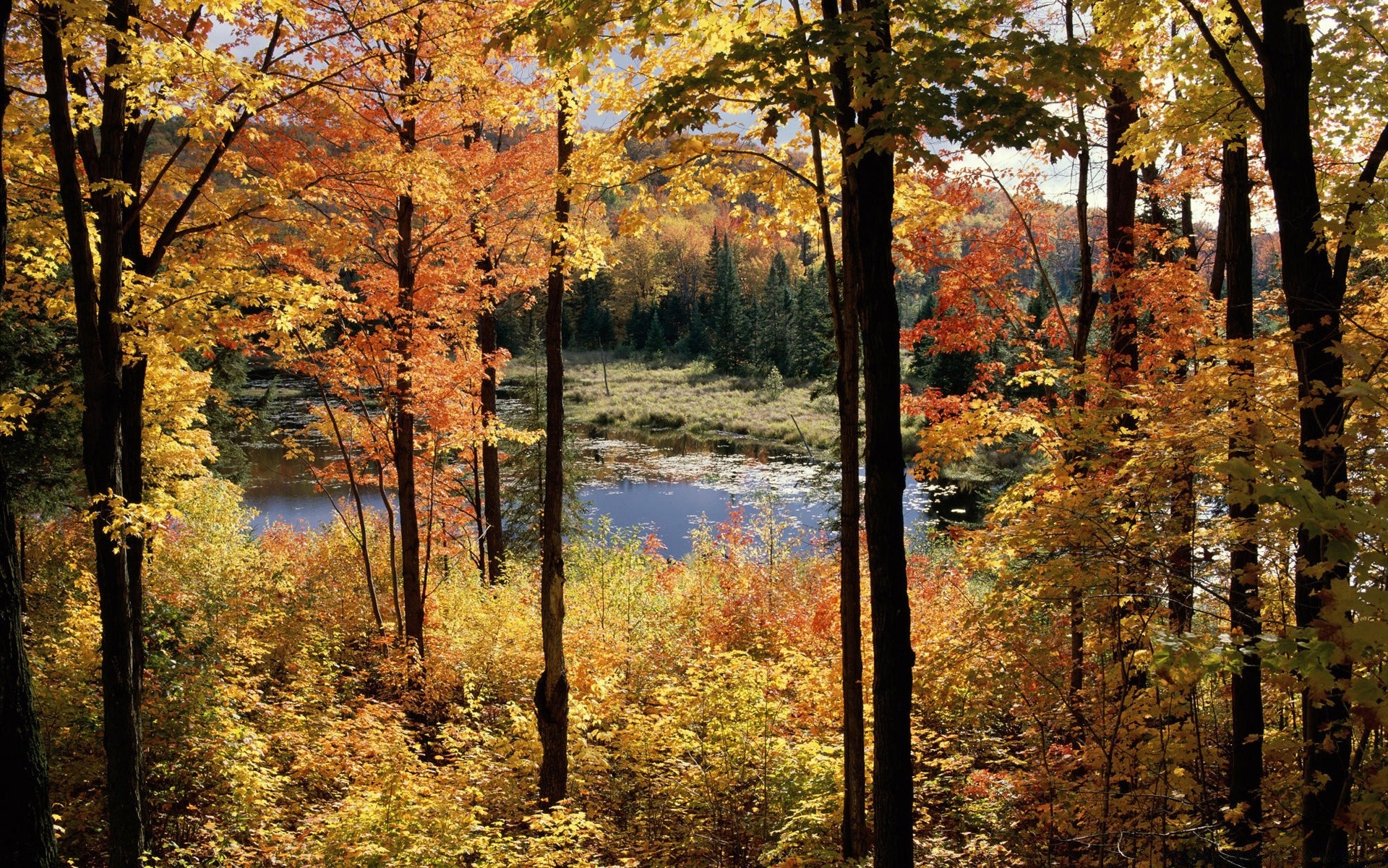 amerika herbst blatt holz holz landschaft ahorn natur park saison landschaftlich landschaft im freien gold umwelt gutes wetter dämmerung nebel guide szene