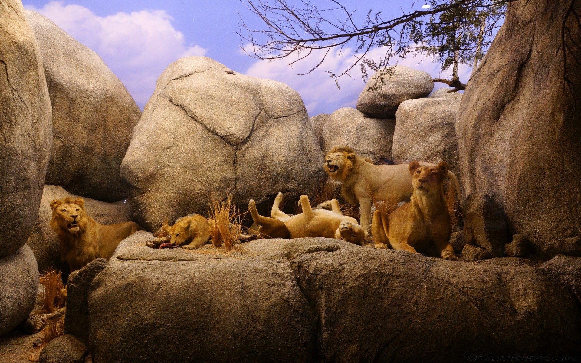 amérique mammifère faune nature animal lion à l extérieur deux