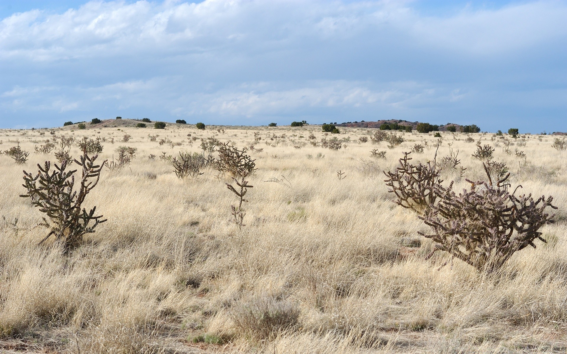 america landscape nature dry tree sky outdoors desert travel bush grass park scenic environment