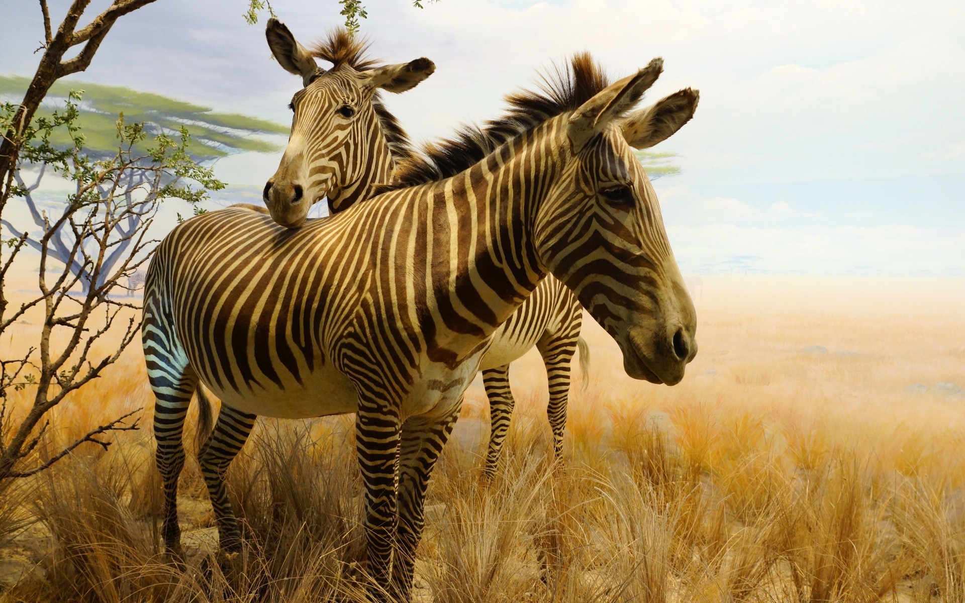 amerika memeli yaban hayatı safari hayvan savannah vahşi doğa çimen zebra mera otobur manet