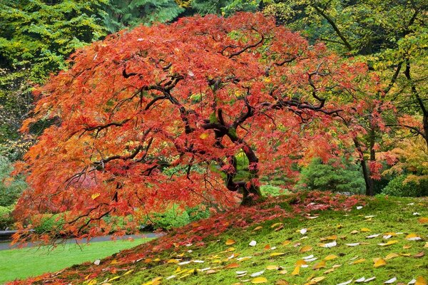 Autumn is a tree with a beautiful color of foliage