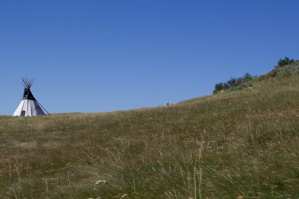 Higo indio en un Prado verde