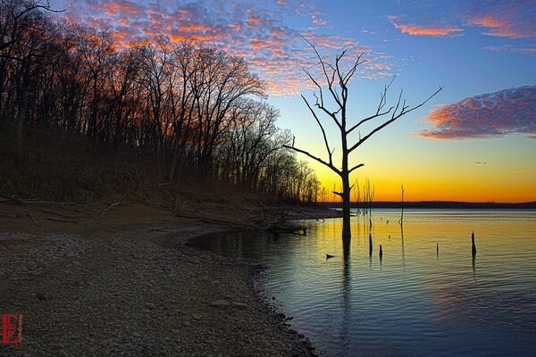 Trockener Baum vor dem Hintergrund eines schönen Sonnenuntergangs an einem Teich, dessen Ufer von Bäumen paros