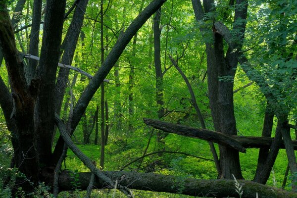 Impenetrable thickets of the tropical forest