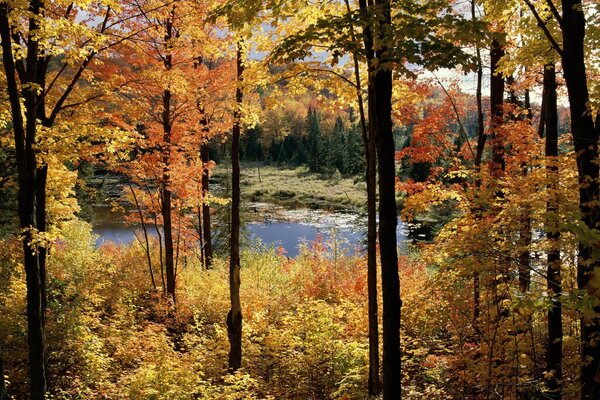 Trees with yellow leaves on the river bank