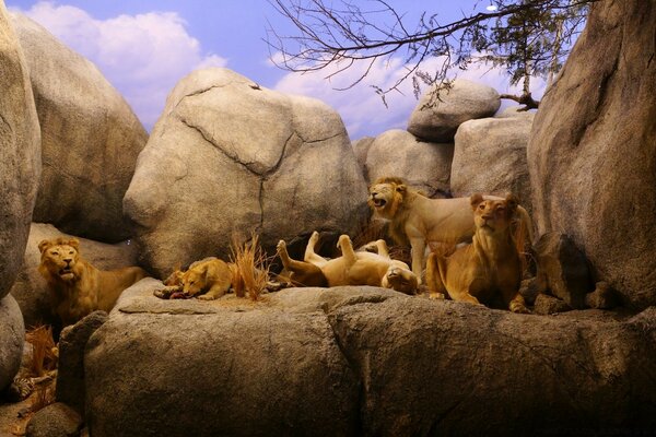 Lion pride on a well-deserved vacation