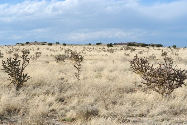 Amerika Landschaft trockenes Gras und Bäume