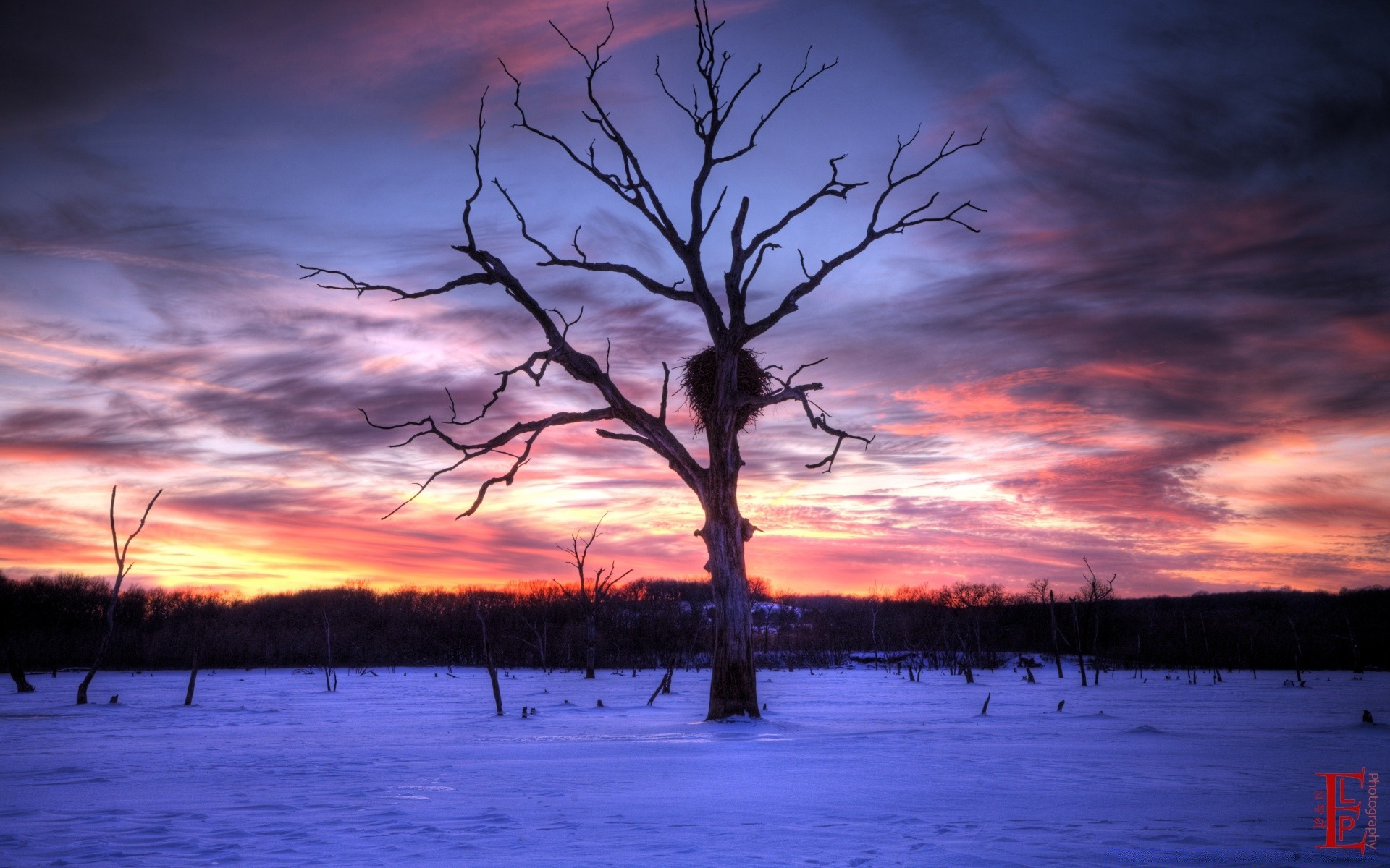 américa árbol amanecer atardecer paisaje noche anochecer naturaleza agua invierno madera silueta cielo iluminado tiempo lago al aire libre