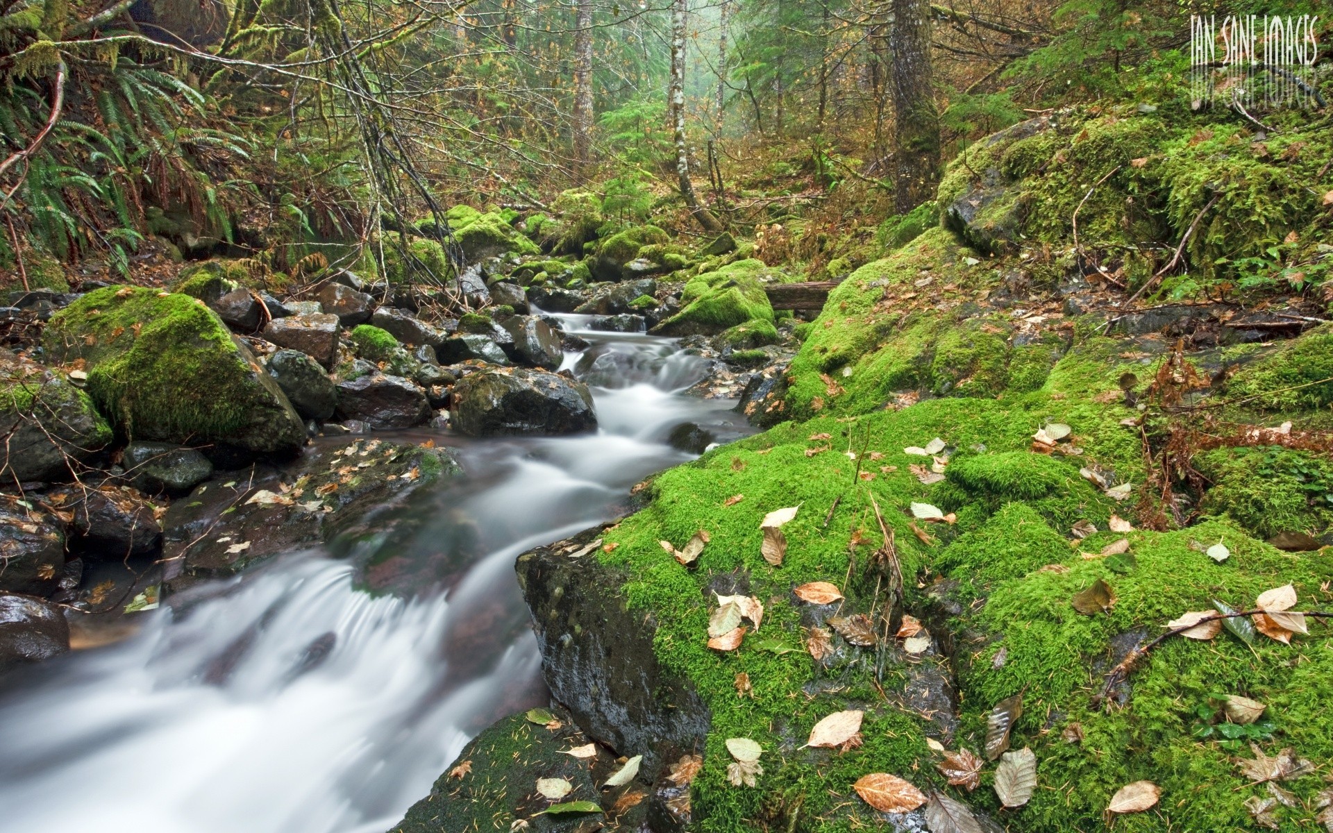 america water nature wood stream waterfall river moss landscape outdoors rock leaf creek travel fall flow tree wet mountain cascade