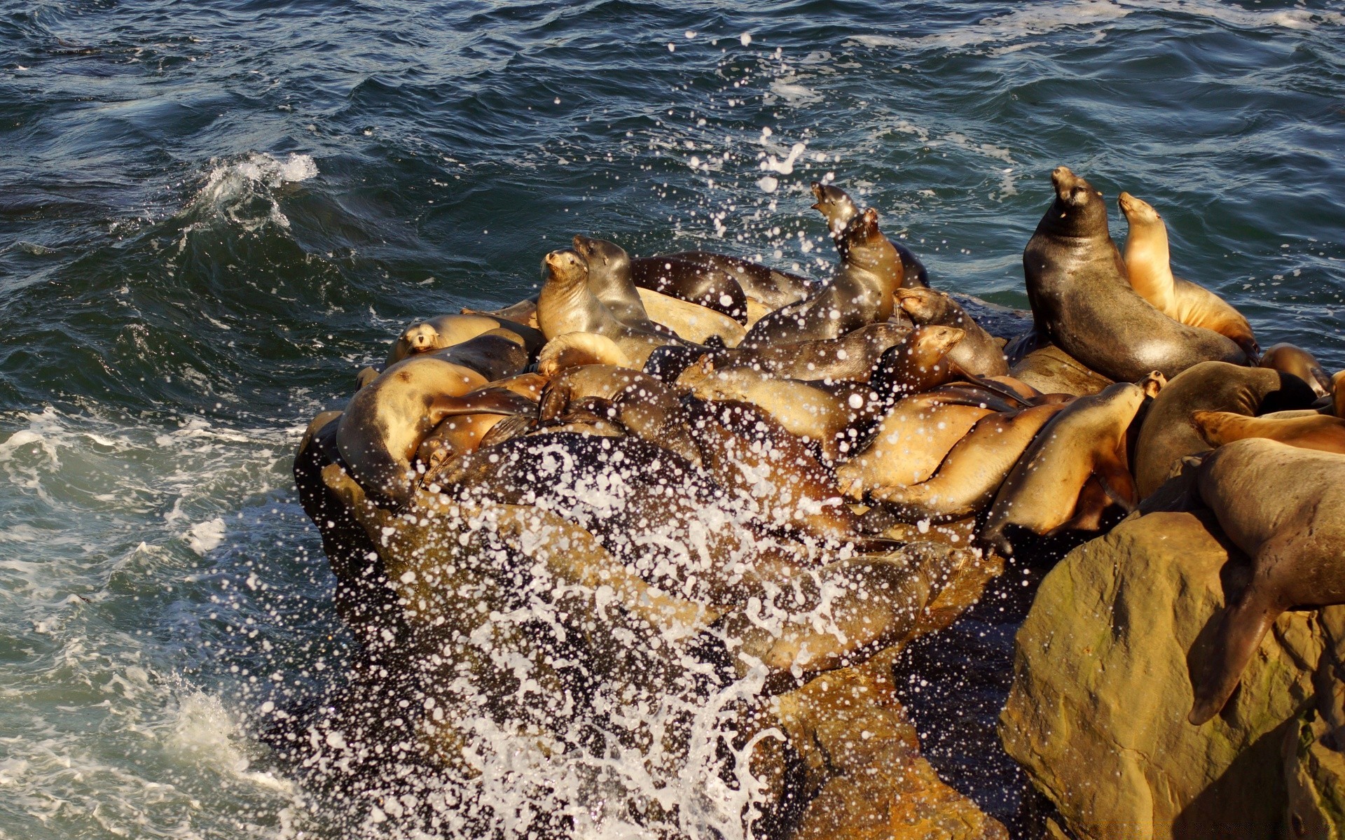 ameryka woda morze ocean morze mokry surf na zewnątrz podróże natura