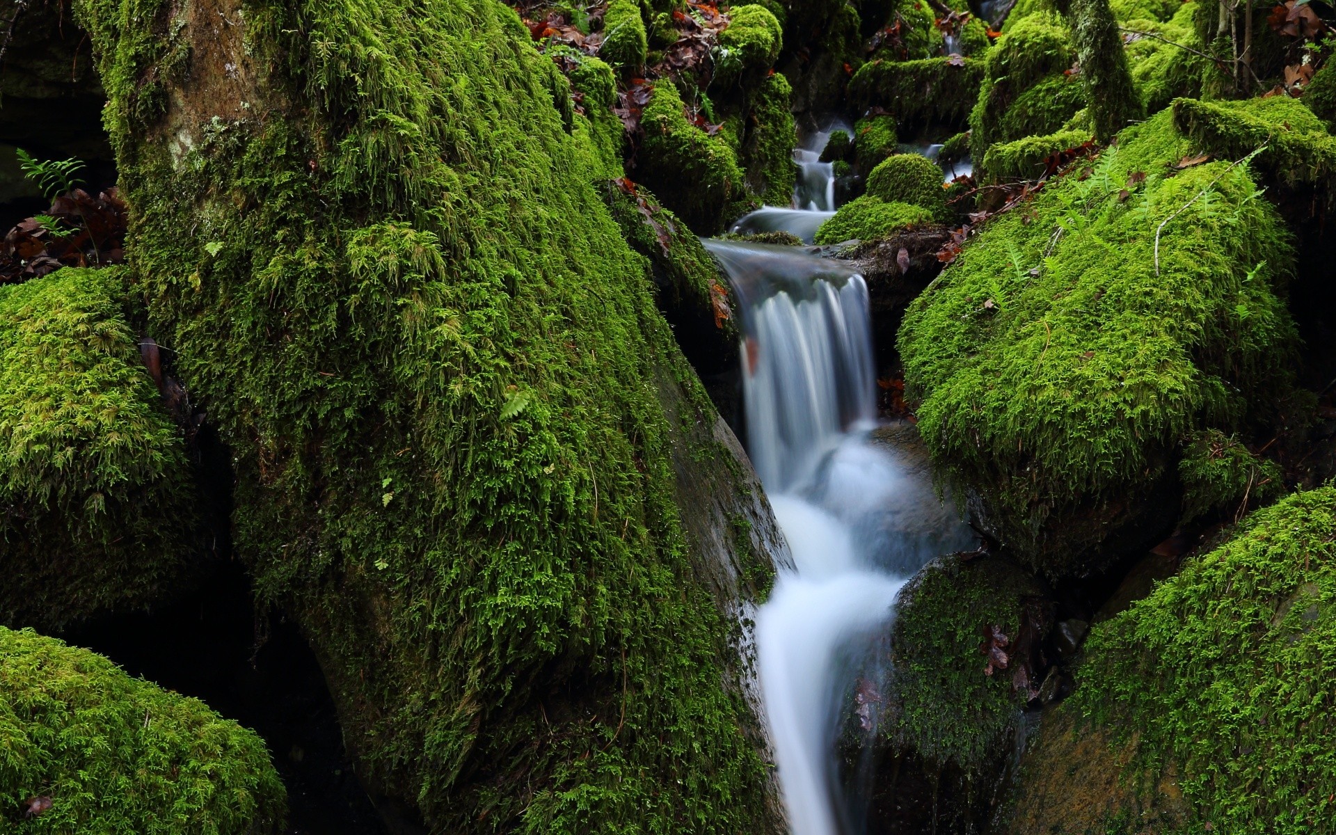 amerika moos wasserfall holz blatt natur wasser im freien holz üppig park fern stein landschaft reisen flora garten umwelt moos wachstum