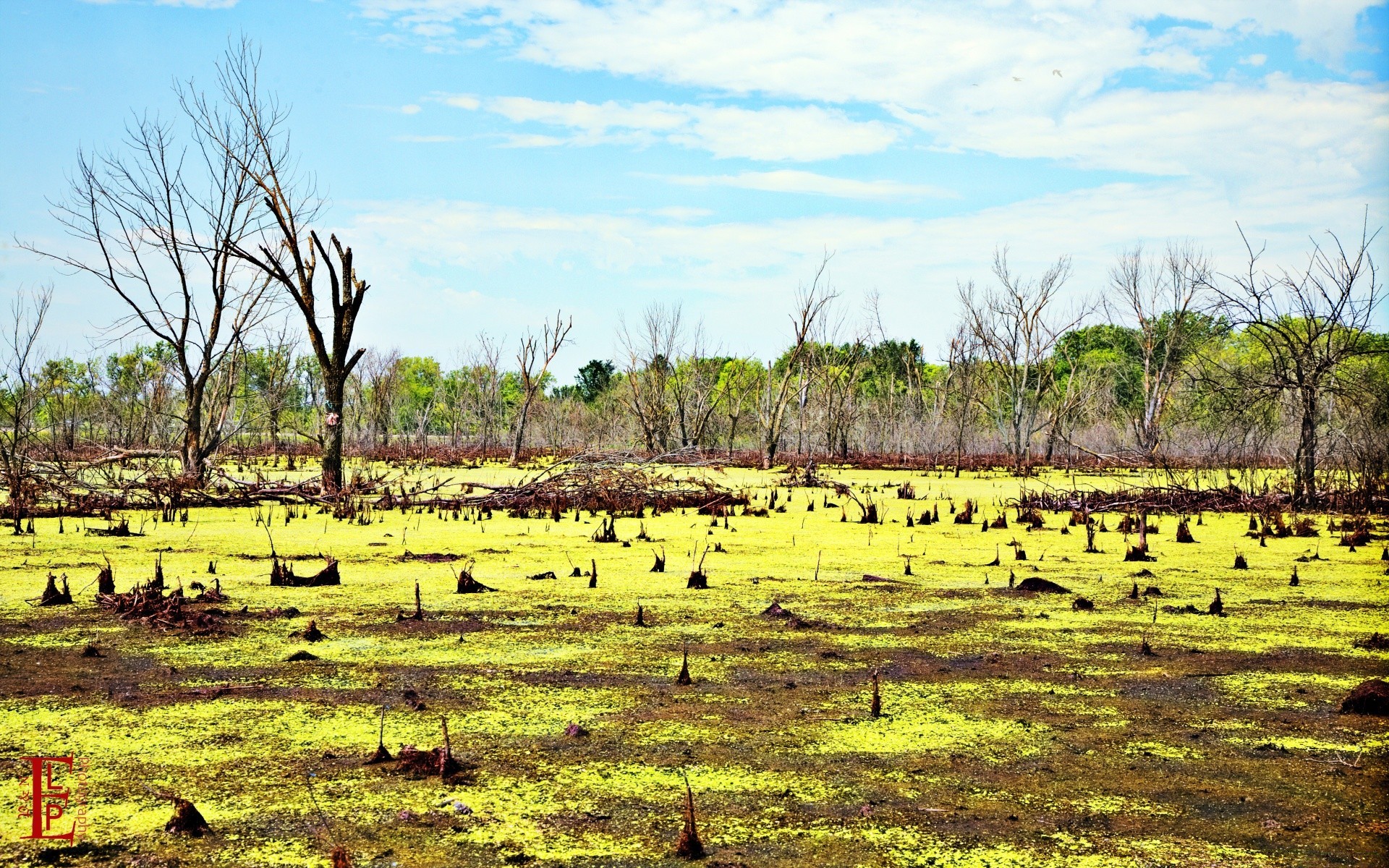 amerika natur gras landschaft wasser baum des ländlichen feld umwelt flora landwirtschaft im freien holz saison wild sommer sumpf himmel szene reisen