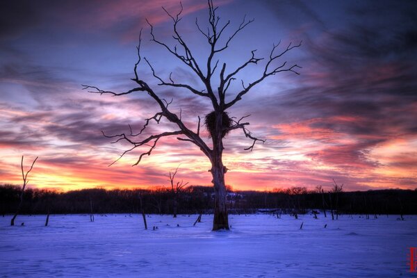 Arbre solitaire avec nid au coucher du soleil