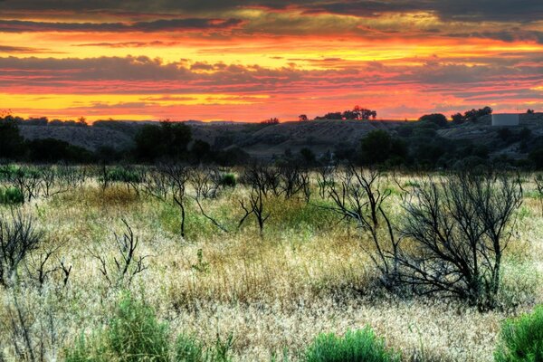 Beautiful nature on the background of a scarlet sky