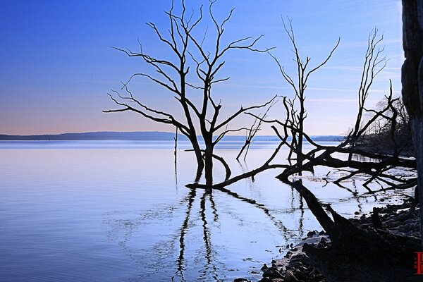 Landscape of trees in the water near the shores of America