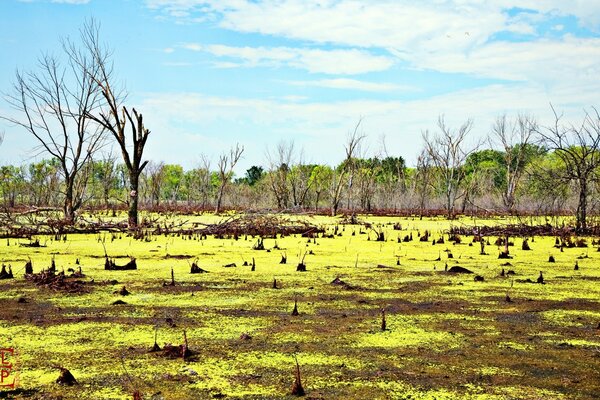 The landscape of the American nature of the swamps