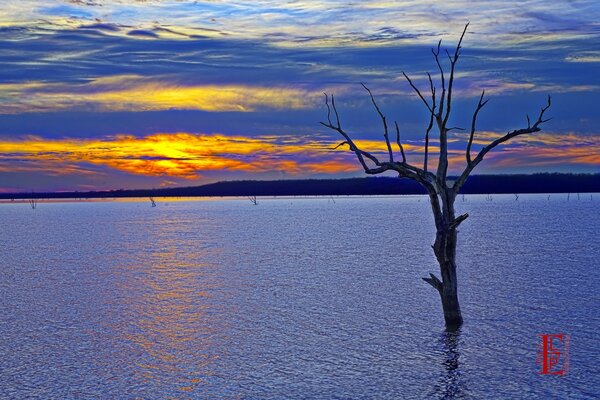 Ein einsamer trauriger Baum im Wasser