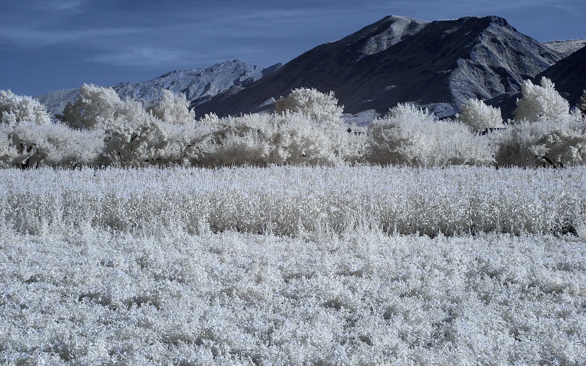 america neve inverno gelo paesaggio natura freddo congelato stagione ghiaccio scenico all aperto cielo bel tempo tempo montagna scena albero legno