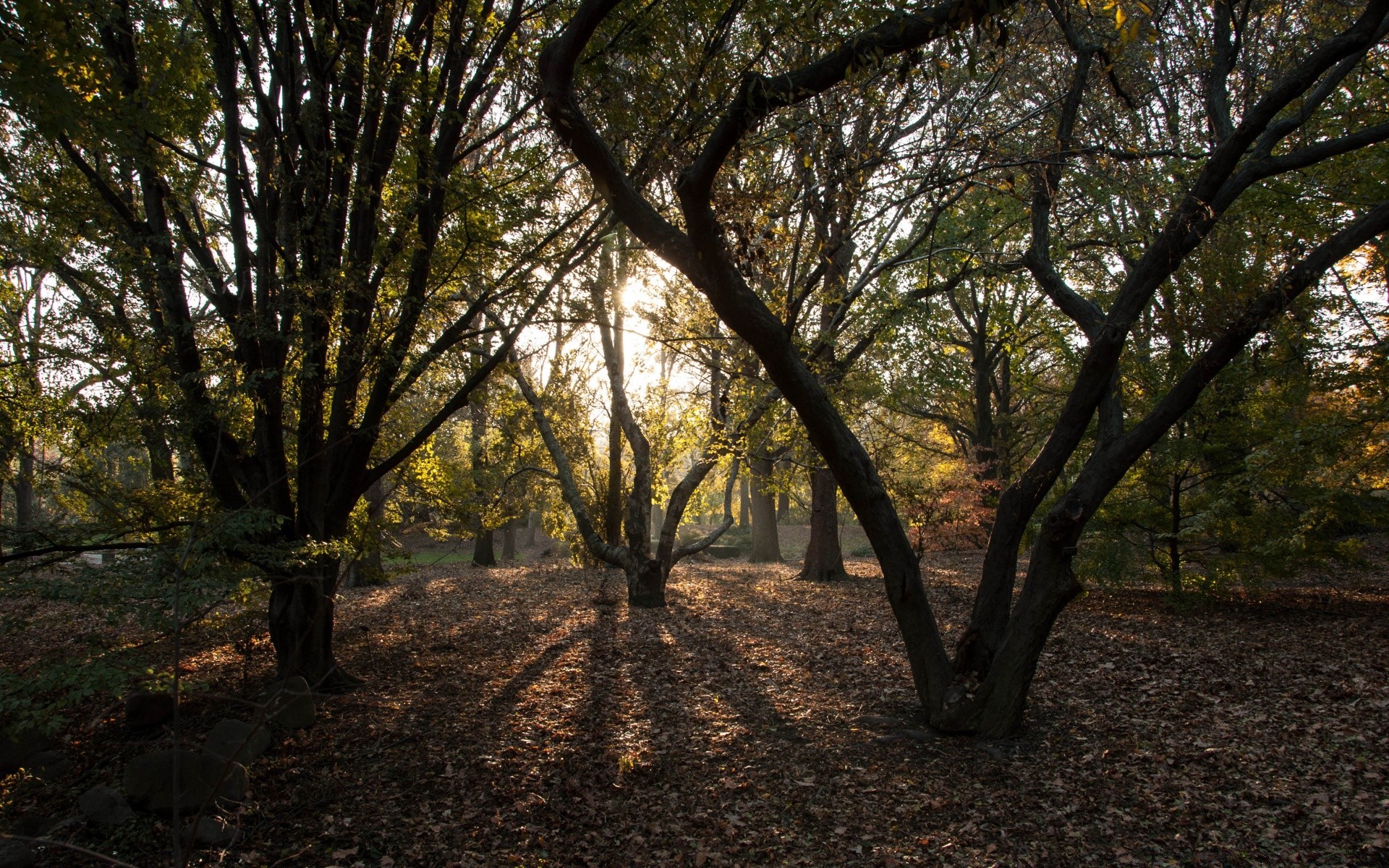 amérique bois bois paysage parc feuille nature automne branche environnement guide aube scénique lumière du jour luxuriante saison beau temps en plein air soleil tronc