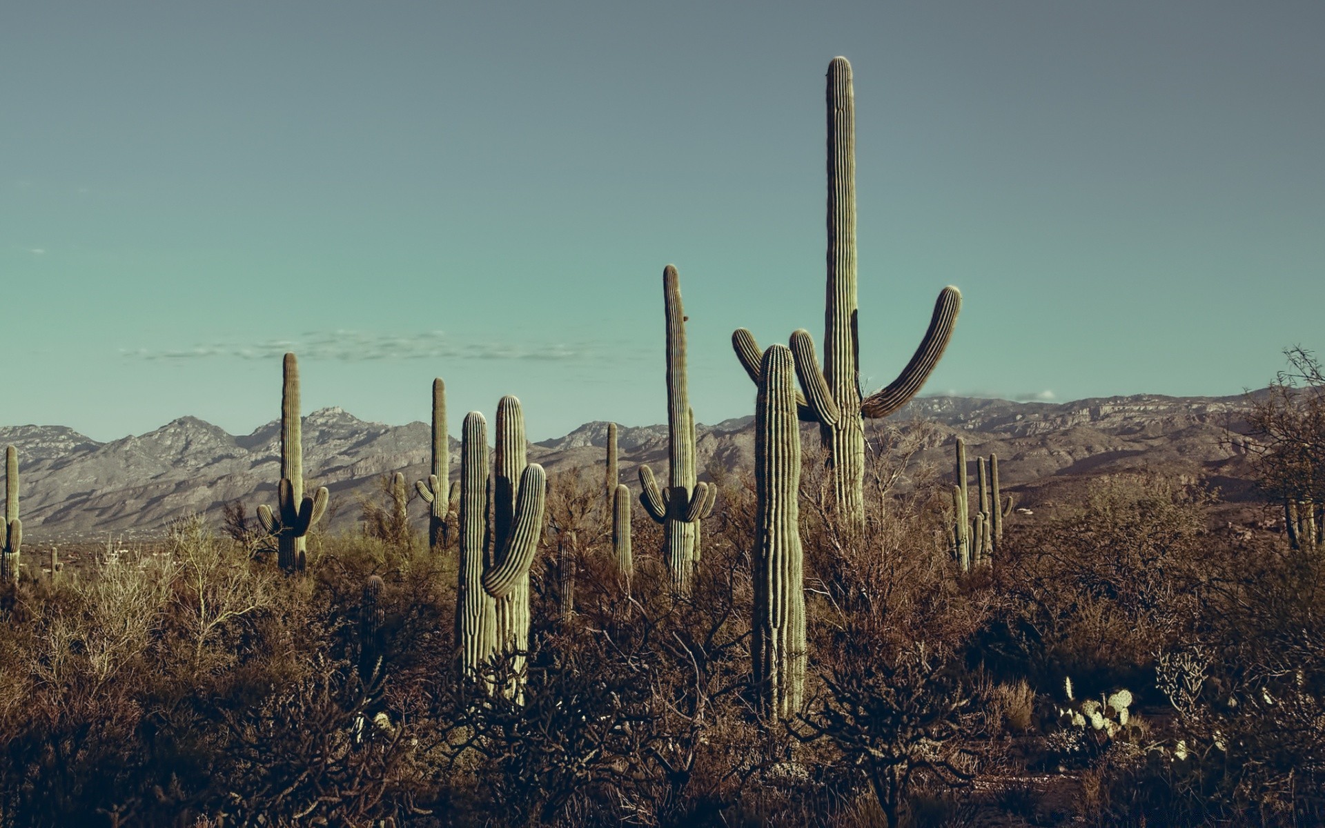 Saguaro National Park, Arizona бесплатно