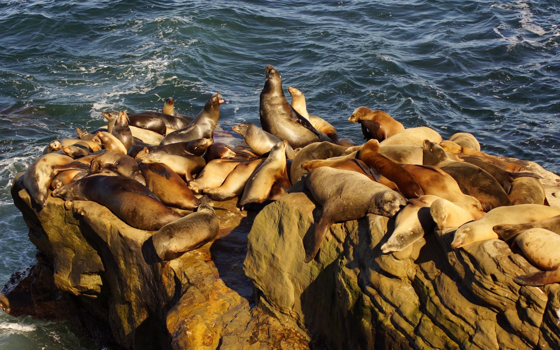 américa agua mar océano mar sello naturaleza mamífero marina vida silvestre playa roca al aire libre animal mojado