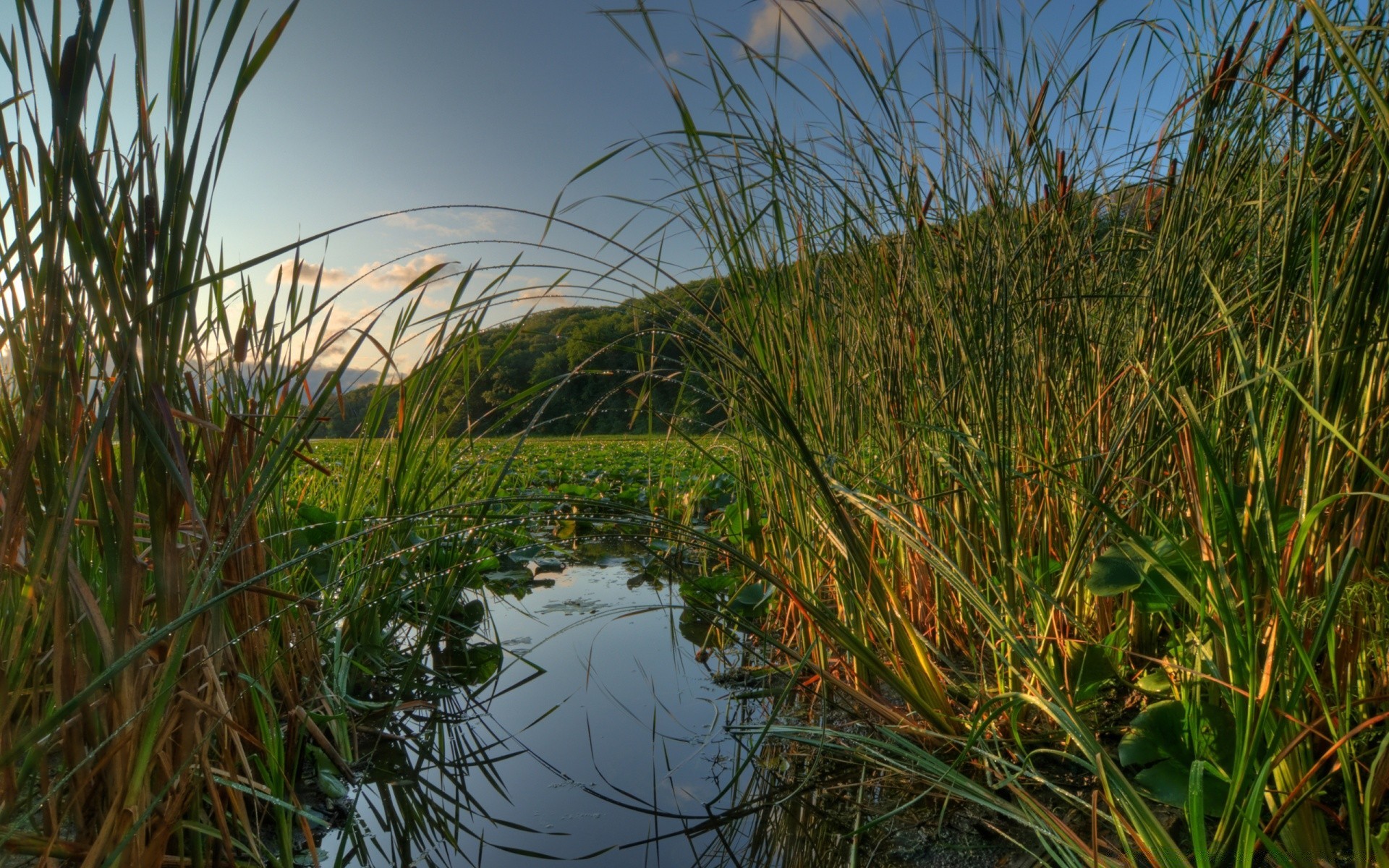 ameryka trawa woda trzcina natura marsz krajobraz na zewnątrz środowisko odbicie flora pole bagno lato jezioro laska niebo świt sianokosy wzrost