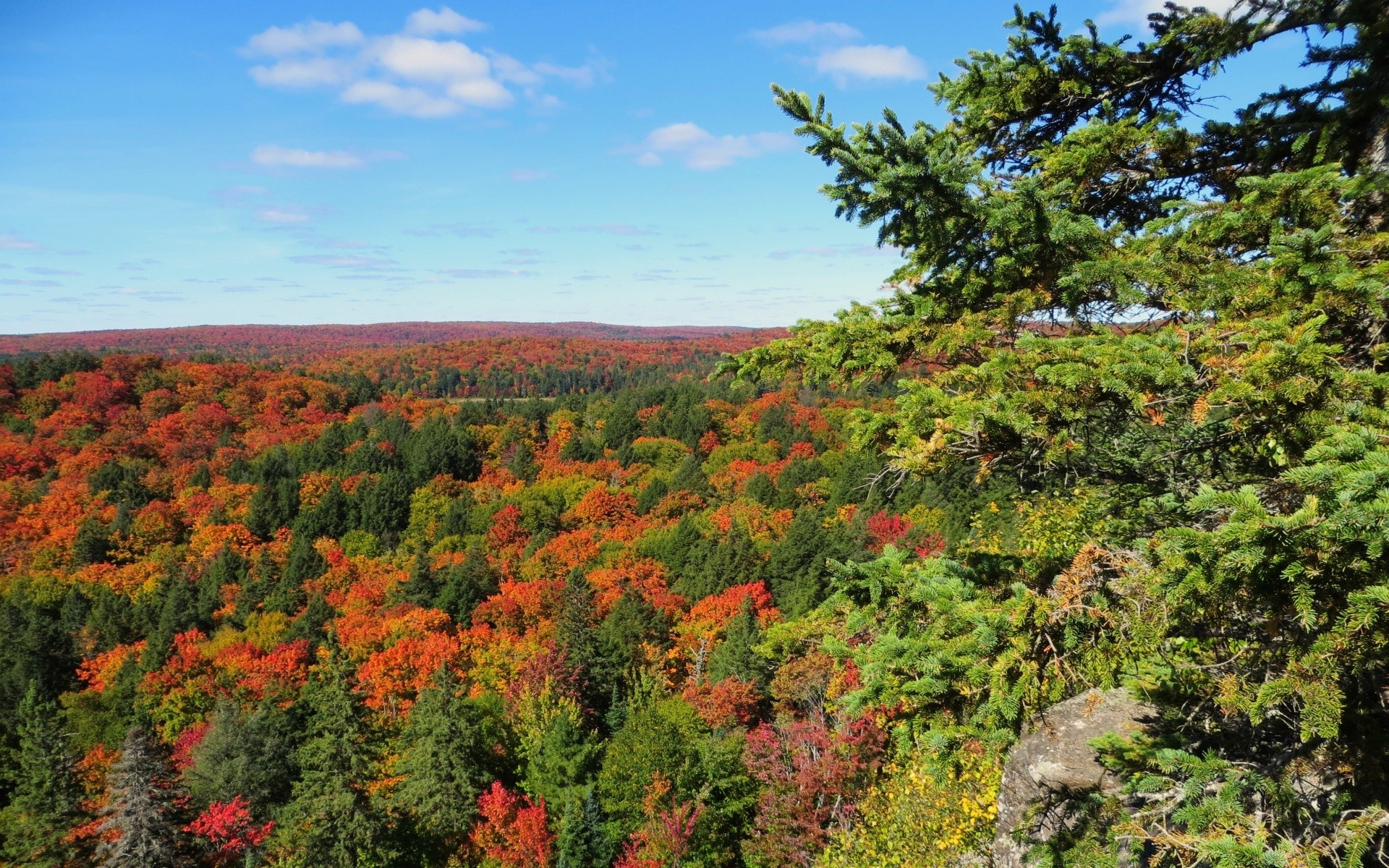 america tree landscape nature fall leaf outdoors wood mountain season sky flora scenic sight hill scene travel park scenery