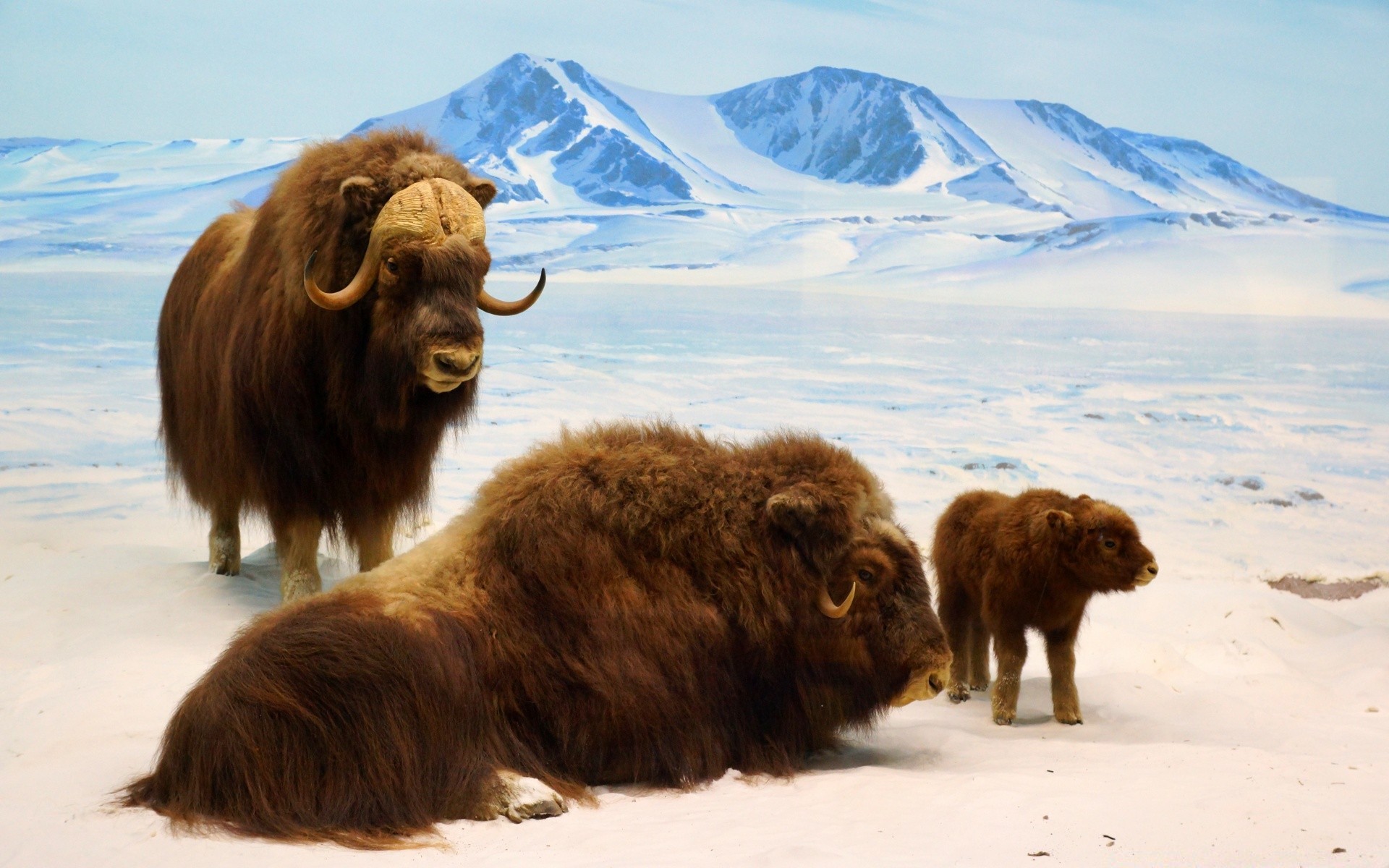 america mammal snow animal outdoors wildlife winter cattle cold travel nature water bison bull