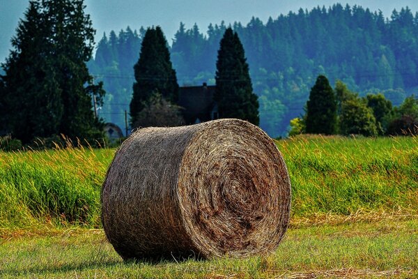 Gerbe de foin pittoresque dans les prairies