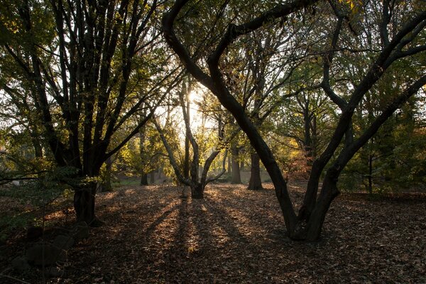 Yeşil ağaçlara ve güneşe sahip bir park