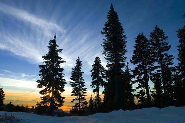 Tall trees stand in the forest