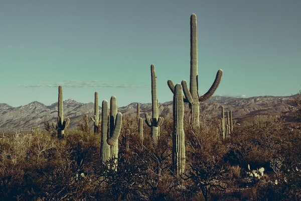 Giant cacti in the deserts of America