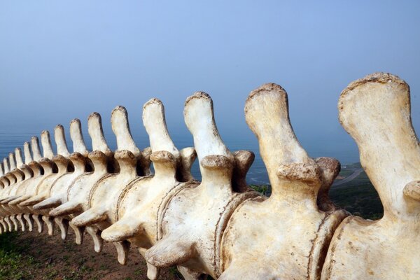 The skeleton of an ancient dinosaur fragment