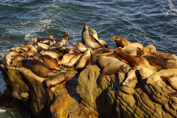 Lobos marinos tomar el sol en las rocas