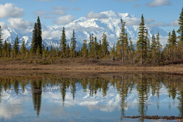 Reflejo en el paisaje de los árboles del lago