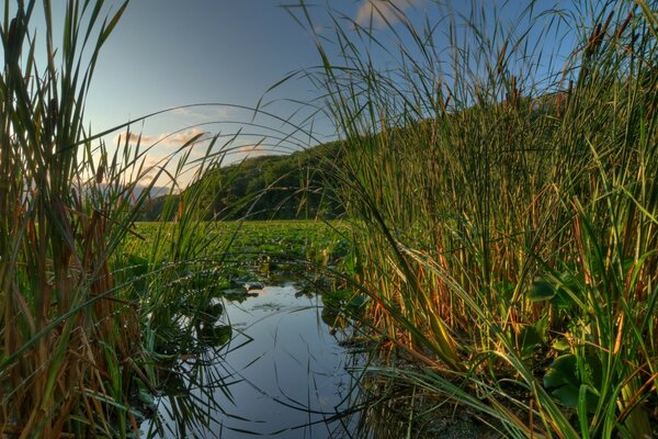 Gras im Wasser bei Sonnenaufgang auf Hintergrund