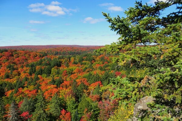 Fitta foresta autunnale vista dall alto