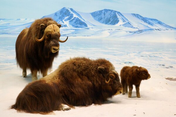 A family of bulls resting on a snow-covered plain against the backdrop of mountains