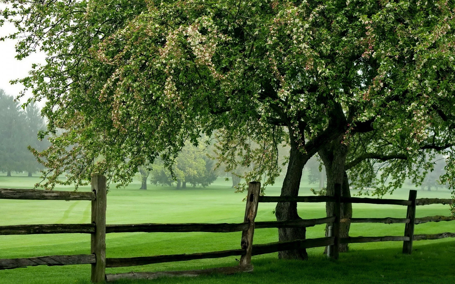 paysage arbre paysage nature bois herbe saison parc feuille branche flore jardin extérieur rural été clôture pays environnement campagne spectacle