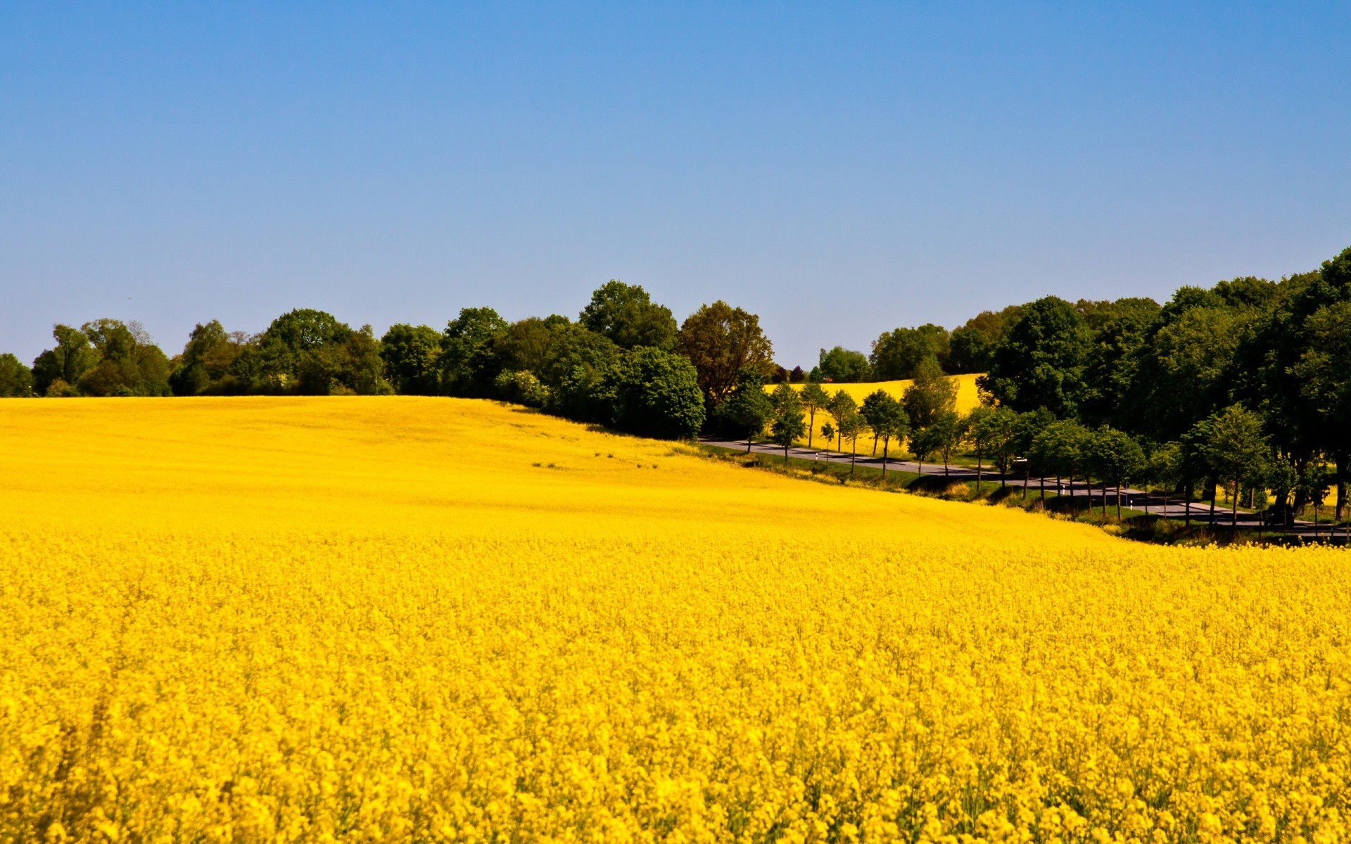 paysage agriculture champ ferme paysage récolte rural nature fleur campagne huile ciel été flore à l extérieur croissance sol environnement arbre terres agricoles